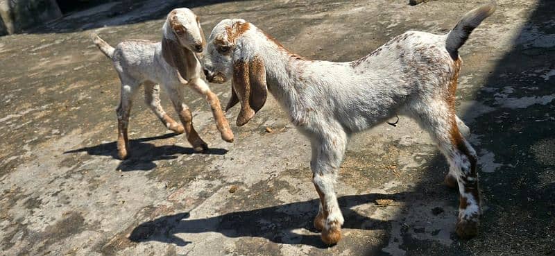 Desi Goat / Cross Breed Bakri | Baby Goats | بکرا / Goat Pair 3