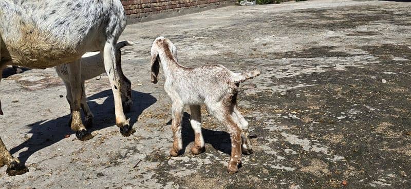 Desi Goat / Cross Breed Bakri | Baby Goats | بکرا / Goat Pair 4