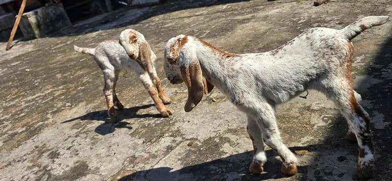 Desi Goat / Cross Breed Bakri | Baby Goats | بکرا / Goat Pair 5