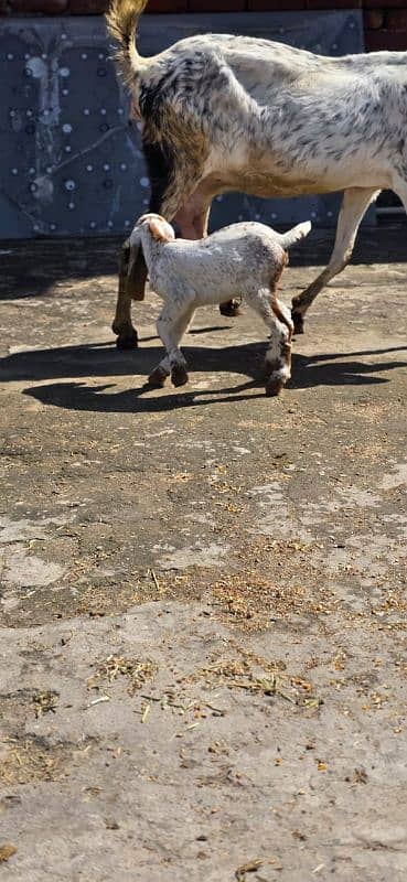 Desi Goat / Cross Breed Bakri | Baby Goats | بکرا / Goat Pair 7