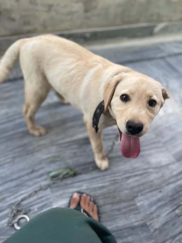 British labrador retreiver 1