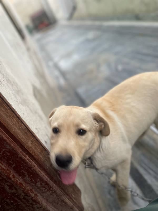 British labrador retreiver 2