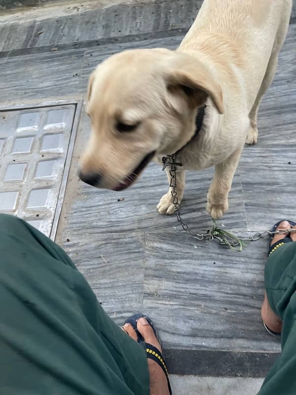 British labrador retreiver 3