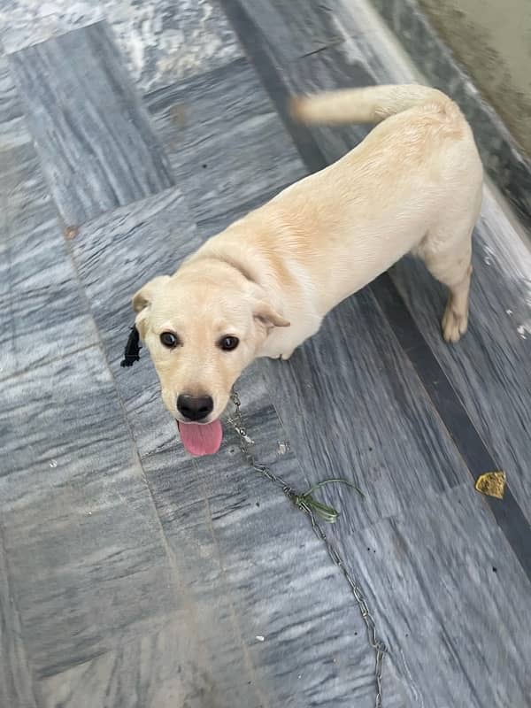 British labrador retreiver 7