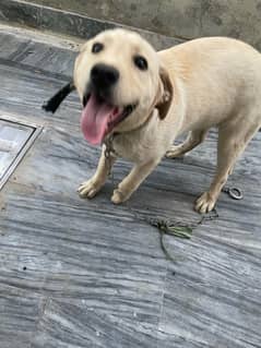 British labrador retreiver