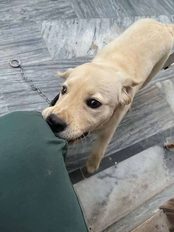 British labrador retreiver 9