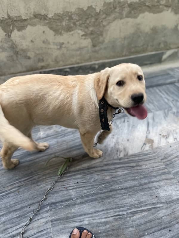 British labrador retreiver 10