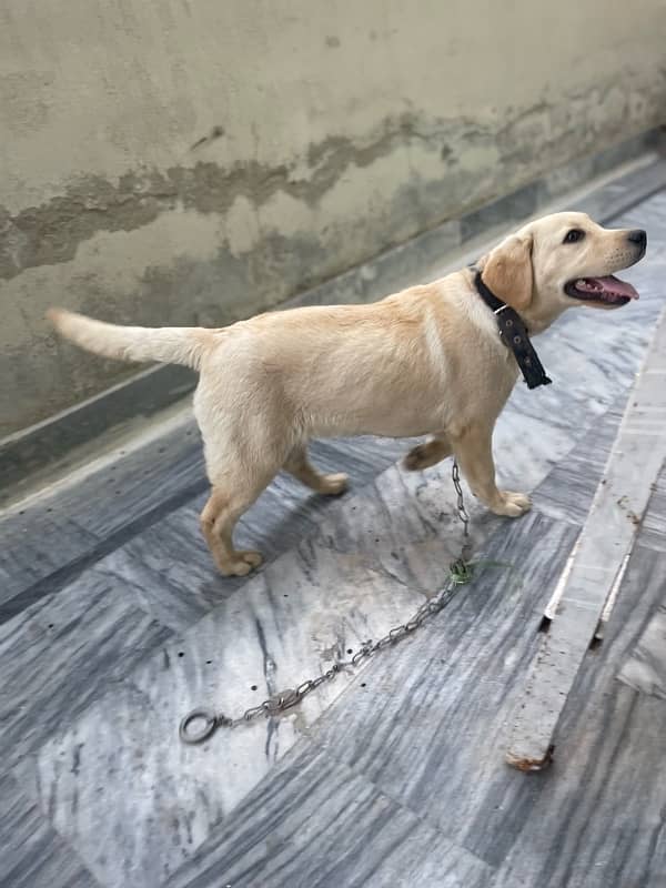 British labrador retreiver 13