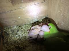 Yellow & Green Ringneck chicks