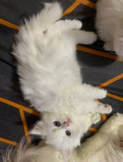 cute white Persian kitten for sale