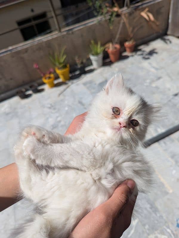 cute white Persian kitten for sale 1