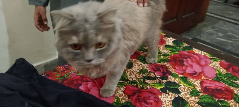 parsian male cat for sale contact 03044723155 0