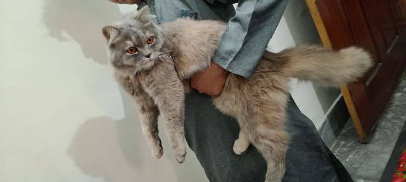 parsian male cat for sale contact 03044723155 2