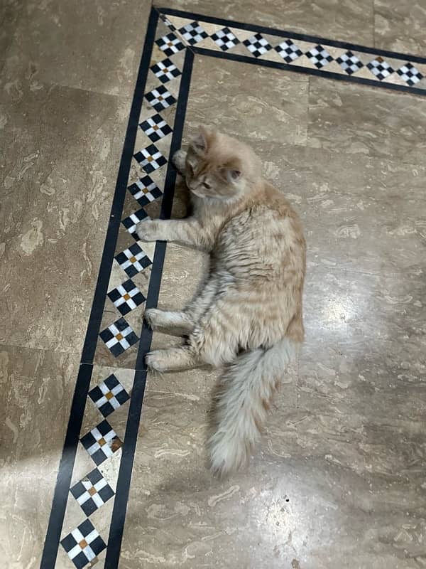 Persian trained cat 3