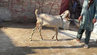 mahki chini bakri goat for sale pregnant