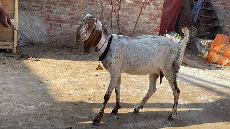 mahki chini bakri goat for sale pregnant 2