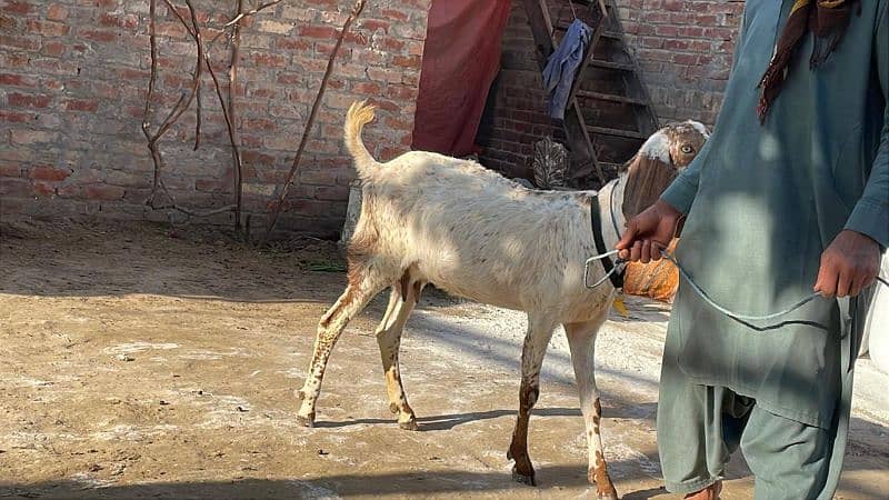 mahki chini bakri goat for sale pregnant 3