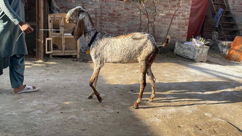 mahki chini bakri goat for sale pregnant 5