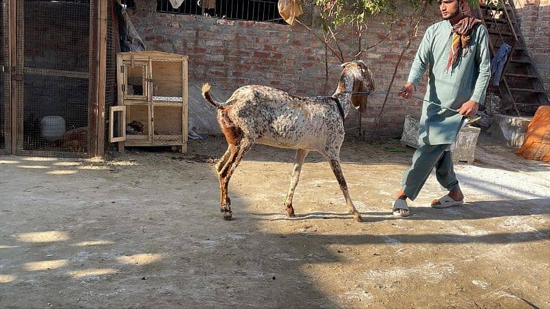 mahki chini bakri goat for sale pregnant 6