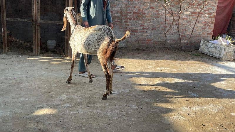 mahki chini bakri goat for sale pregnant 7