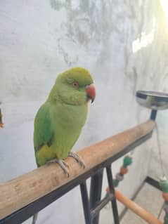 Ringneck Parrot for sale with Stand and cage