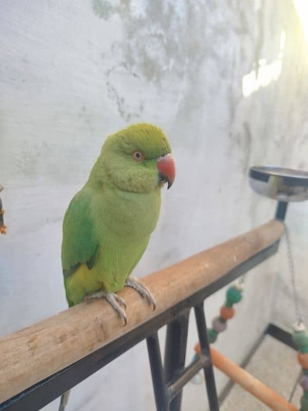 Ringneck Parrot for sale with Stand and cage 0