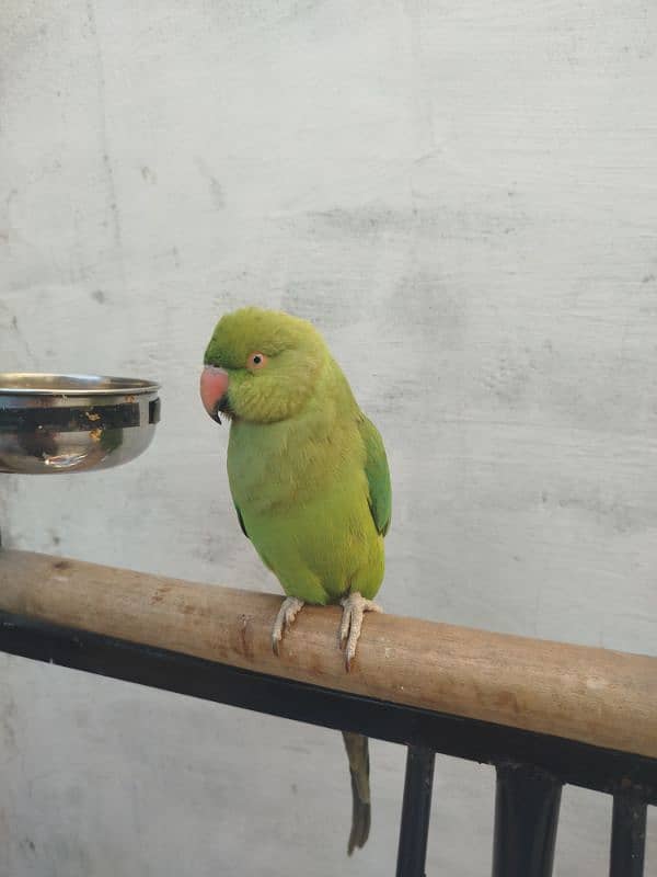 Ringneck Parrot for sale with Stand and cage 1