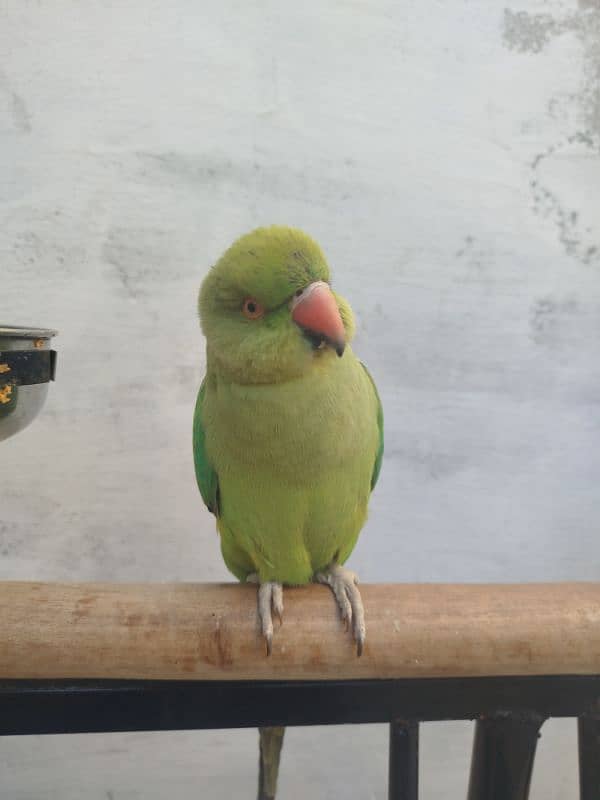 Ringneck Parrot for sale with Stand and cage 2