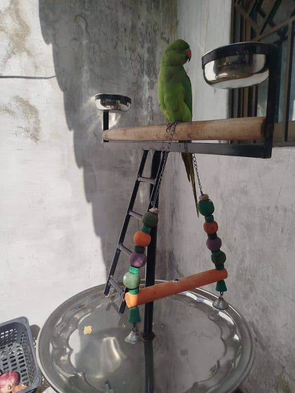 Ringneck Parrot for sale with Stand and cage 3