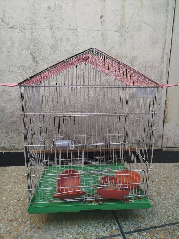 Ringneck Parrot for sale with Stand and cage 5