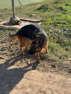 German shepherd male for sale 1.5month stud male