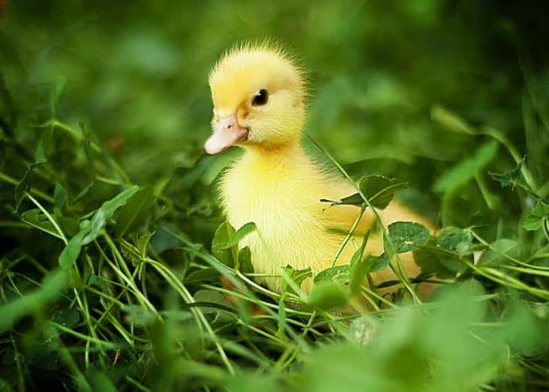 Duck chick 1