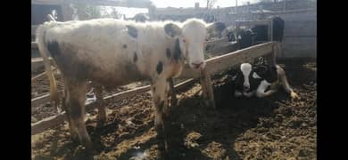 Australian cross cow calf