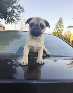 Male Pug for Sale