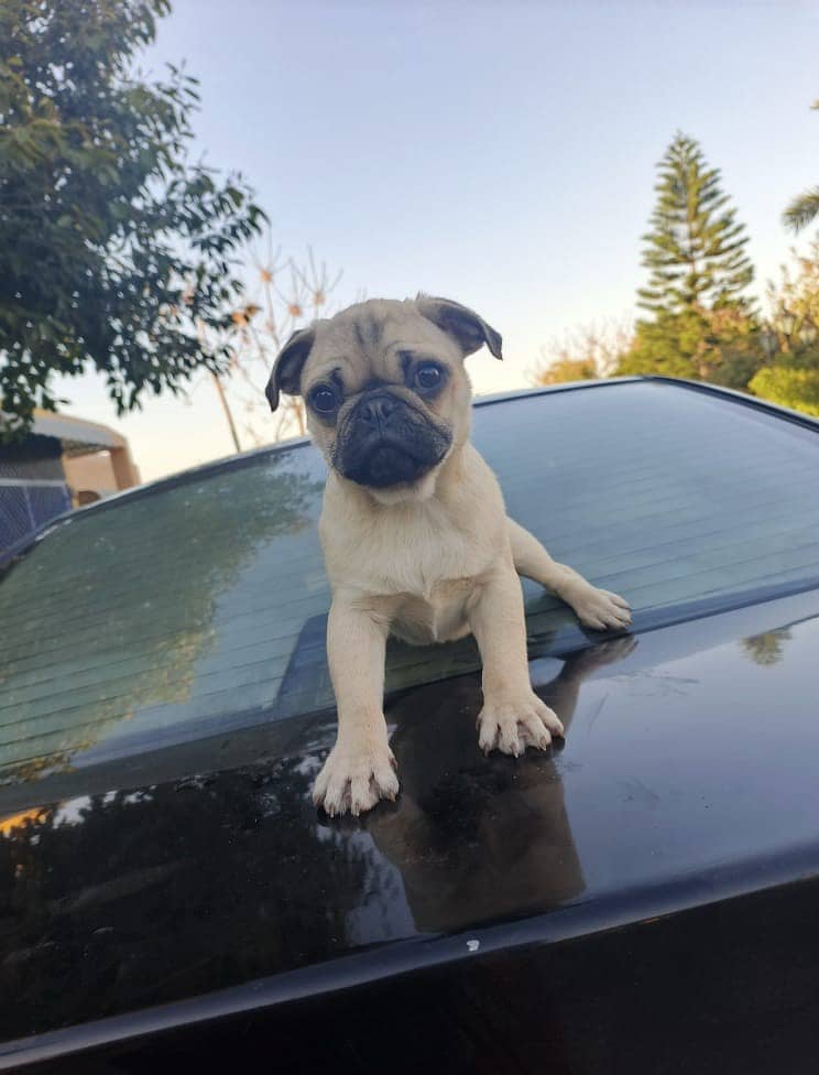 Male Pug for Sale 1