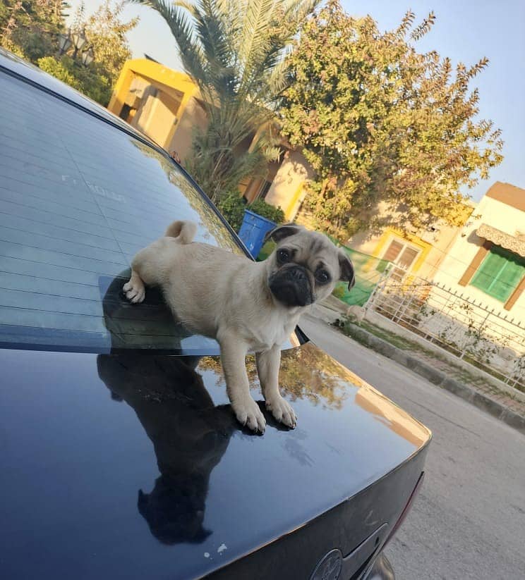 Male Pug for Sale 2