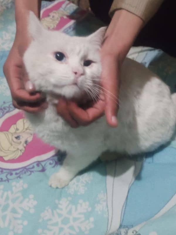 White Persian cat 2