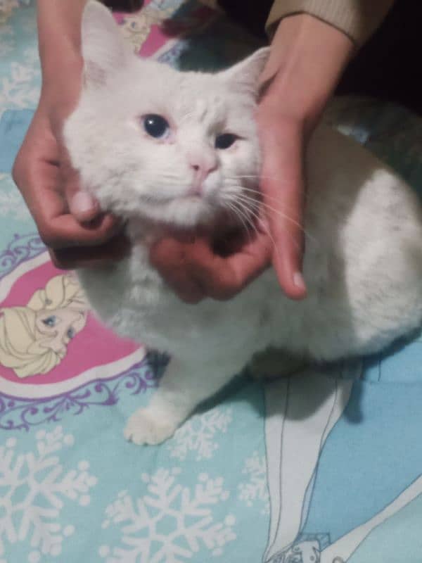 White Persian cat 3