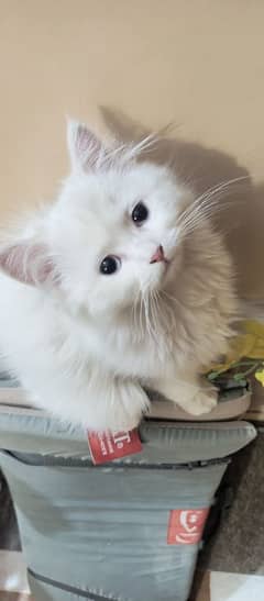 Persian Blue Eyes Male Cat