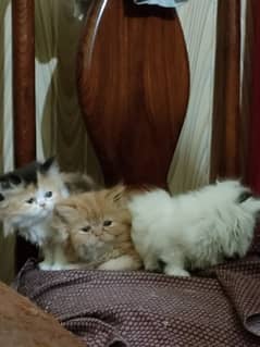 Peki face Kittens/persian available for sale.