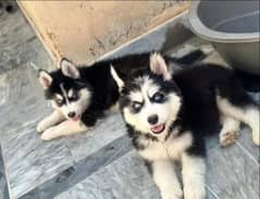 Willy coat blue eyes husky puppies available wattsapp