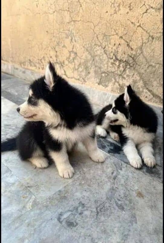 Willy coat blue eyes husky puppies available wattsapp 1