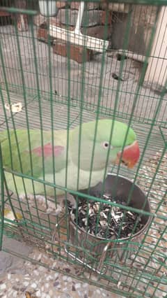 raw parrot |Mithoo |green parrot | raw breeder pair |parrots |read ad