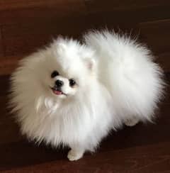 Pomeranian