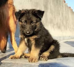 German Shepherd puppies are available for sale