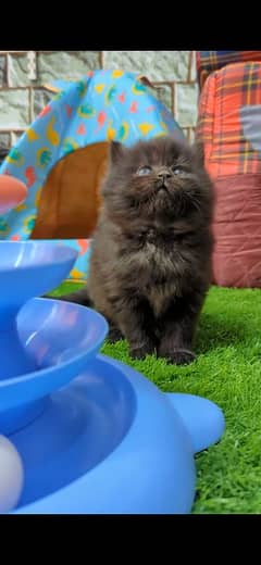 Extreme Quality Persian Long Coat Kitten