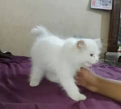 Persian cat My WhatsApp number 03487362872 for sale