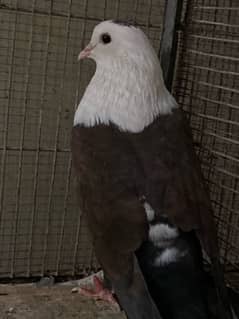 karbalai kabootar Nar/ Male bird Pigeon