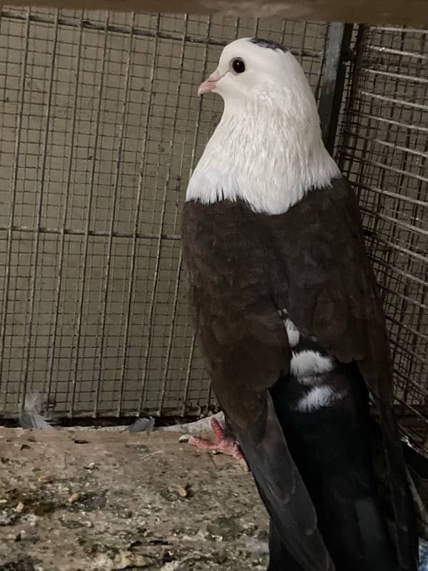 karbalai kabootar Nar/ Male bird Pigeon 1