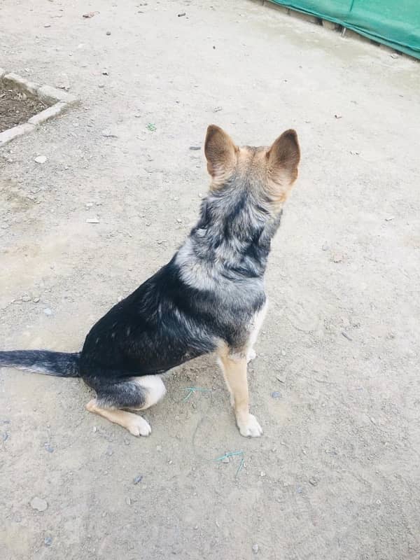 German female sale he age 1 year he 0